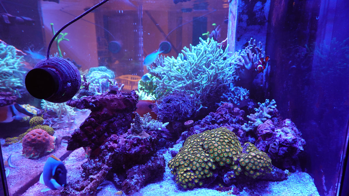 Image showcasing Reef Supplies Client Spotlight: Eric from Mississauga, ON — Reef ...
