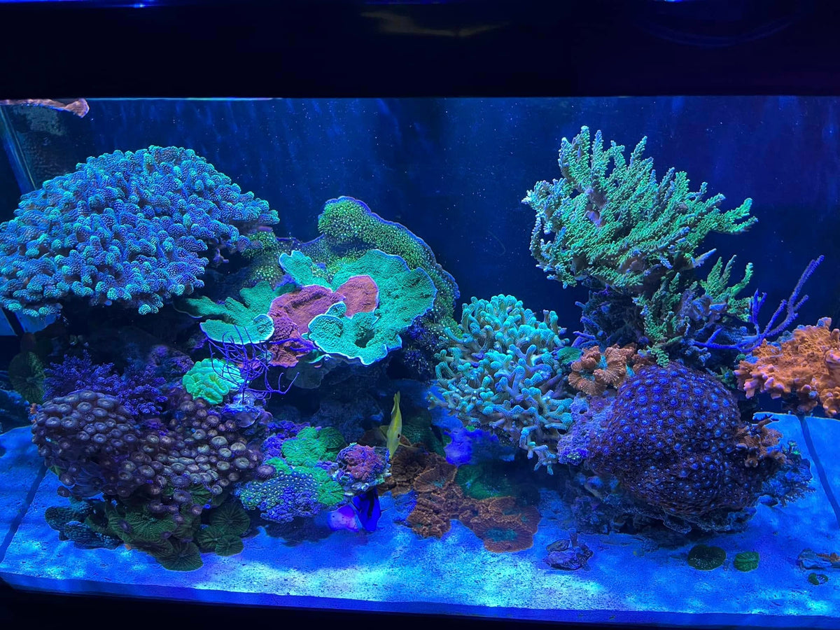 Reef Supplies Client Spotlight: Henri from Granby — Reef Supplies Canada