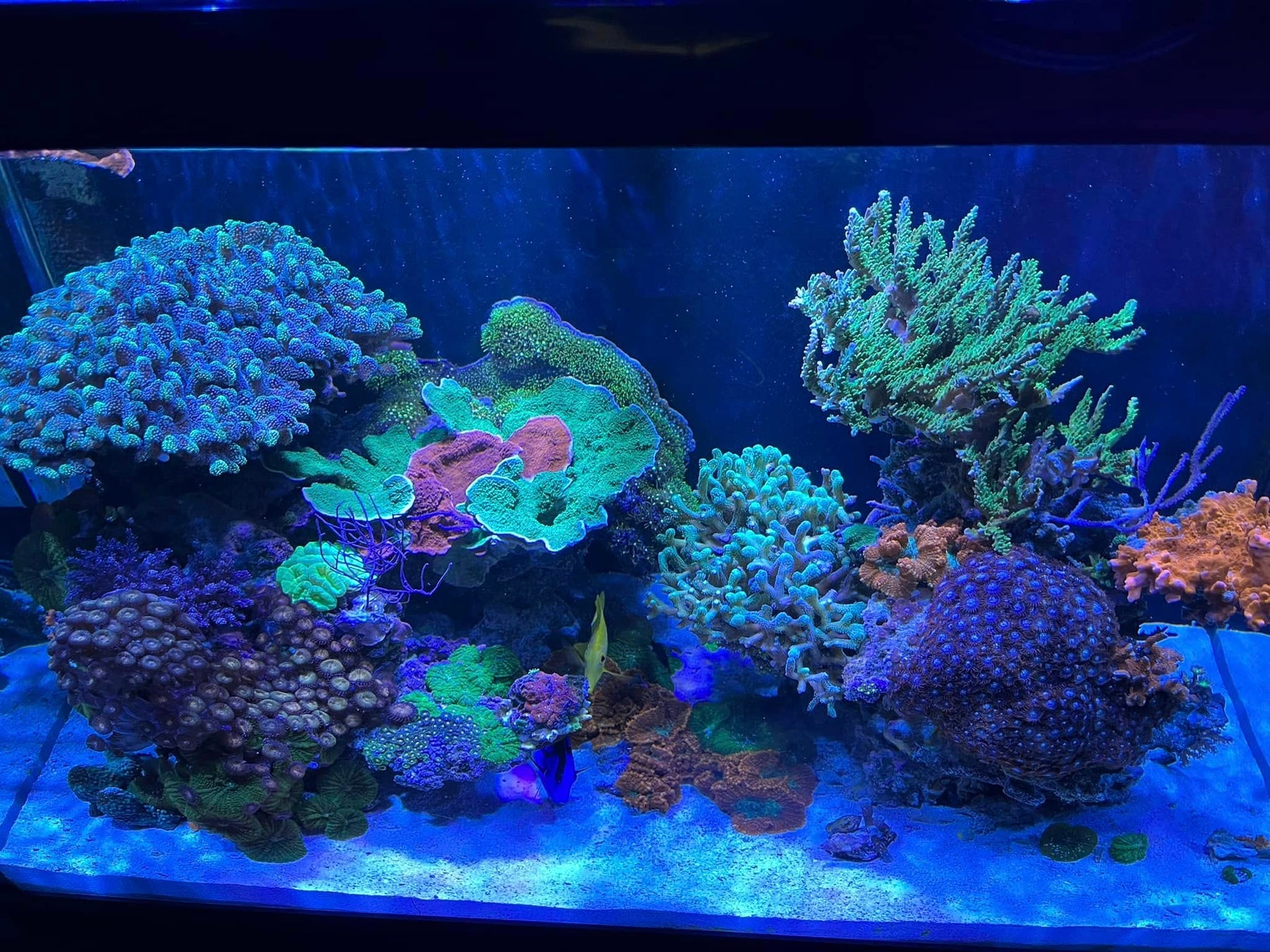 Reef Supplies Client Spotlight: Henri from Granby