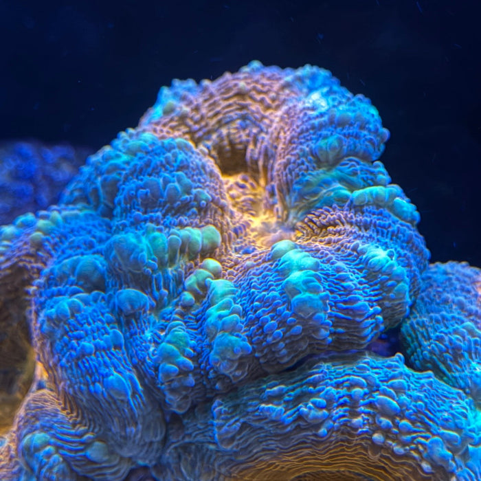 Lobophyllia (Brain) Corals in Your Reef Aquarium