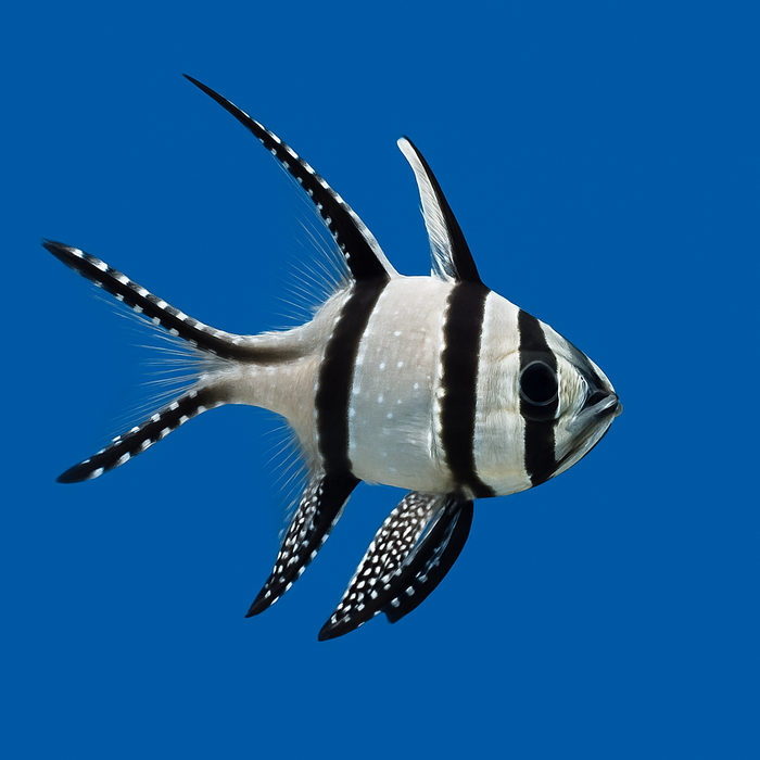 Banggai Cardinalfish (Pterapogon kauderni): A Striking Addition to Your Reef Aquarium