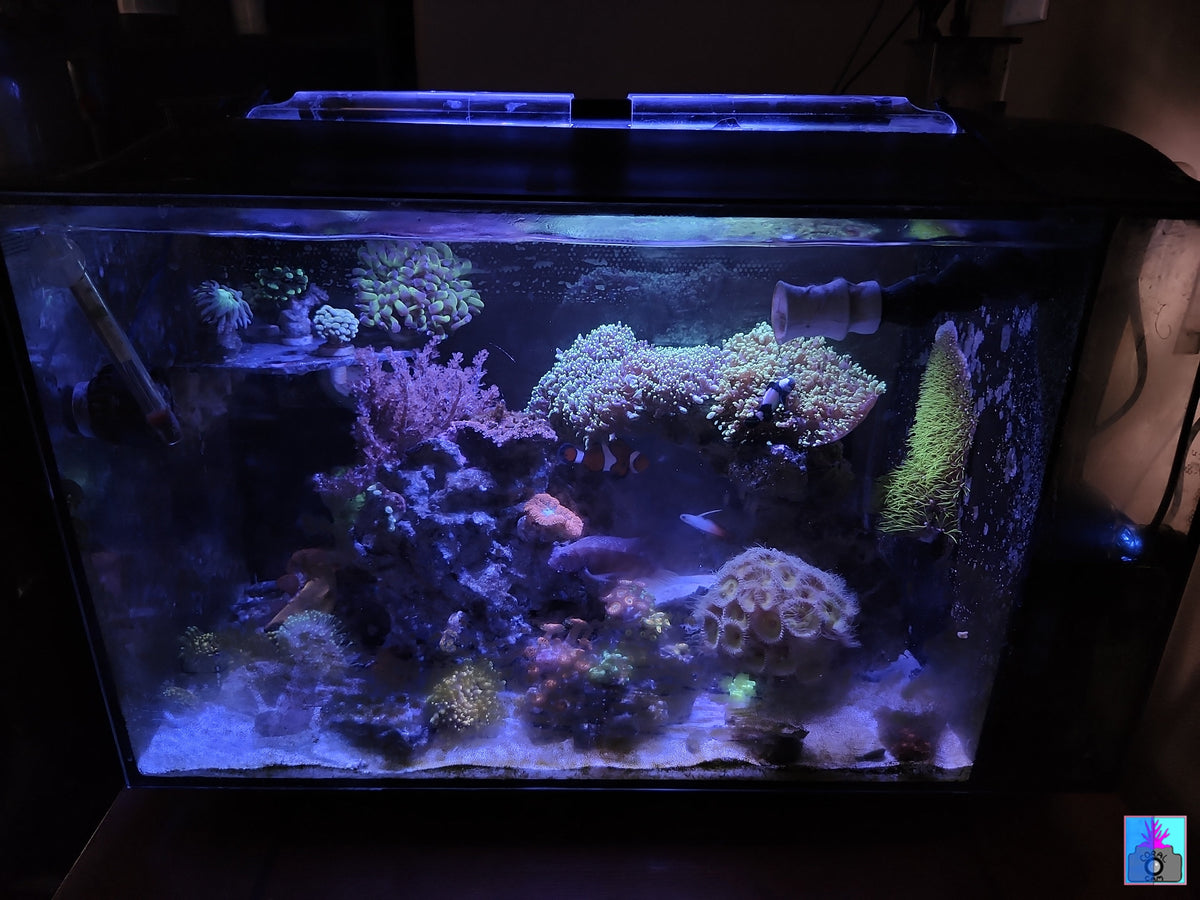 Stunning Reef Tank Supplies For Beginners Canada image