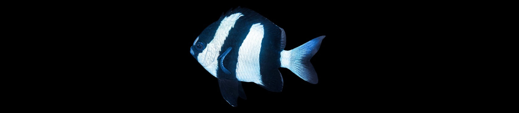 Fish to Avoid as a Beginner: Damselfish! Yes, Avoid Them!