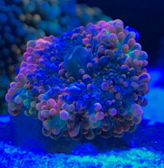 Image result for Yuma Mushroom Coral: A Colorful, Easy Addition to Your Reef Aquarium ...