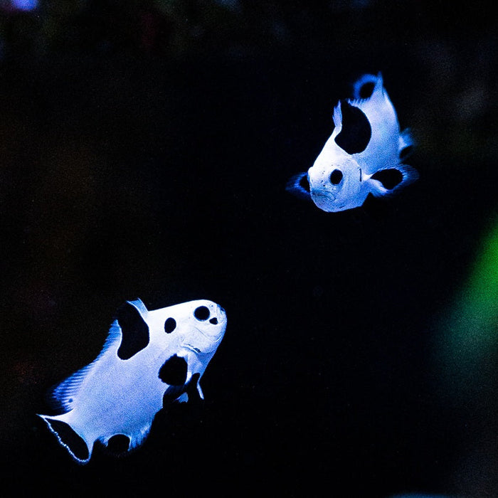 Black Storm Clownfish