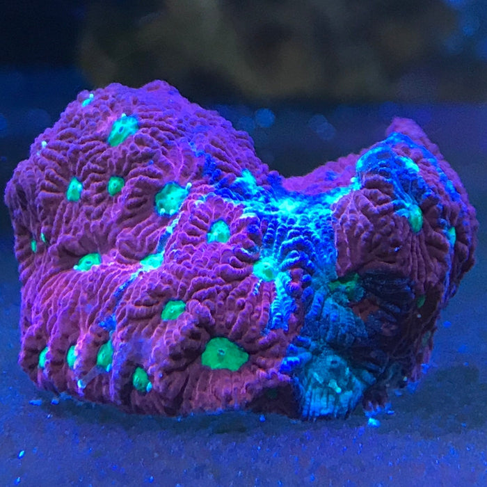 Micromussa Lord (Lord Coral) is a Must-Have for Your Reef Aquarium