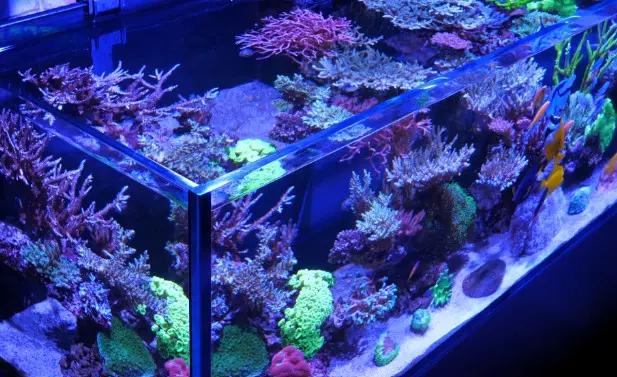 Red Sea Reefer G3 625