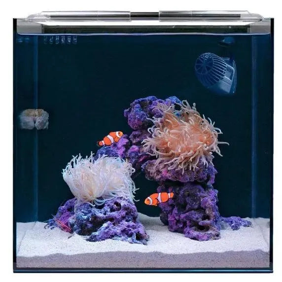 HelloReef Clownfish & Anemone Aquarium Kit