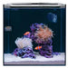 HelloReef Clownfish & Anemone Aquarium Kit