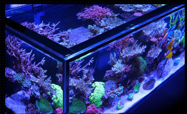 Red Sea Reefer Reef Frame 170