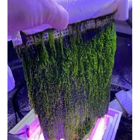 IceCap 50 PRO Hang On Back Turf Scrubber - HOB